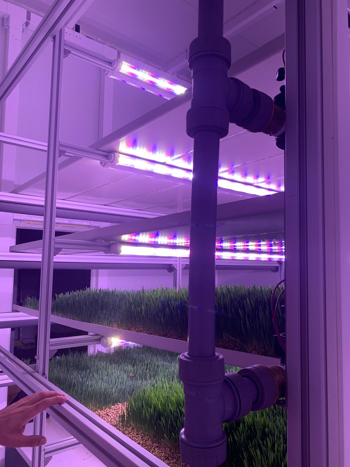 Lush Fodder Growth