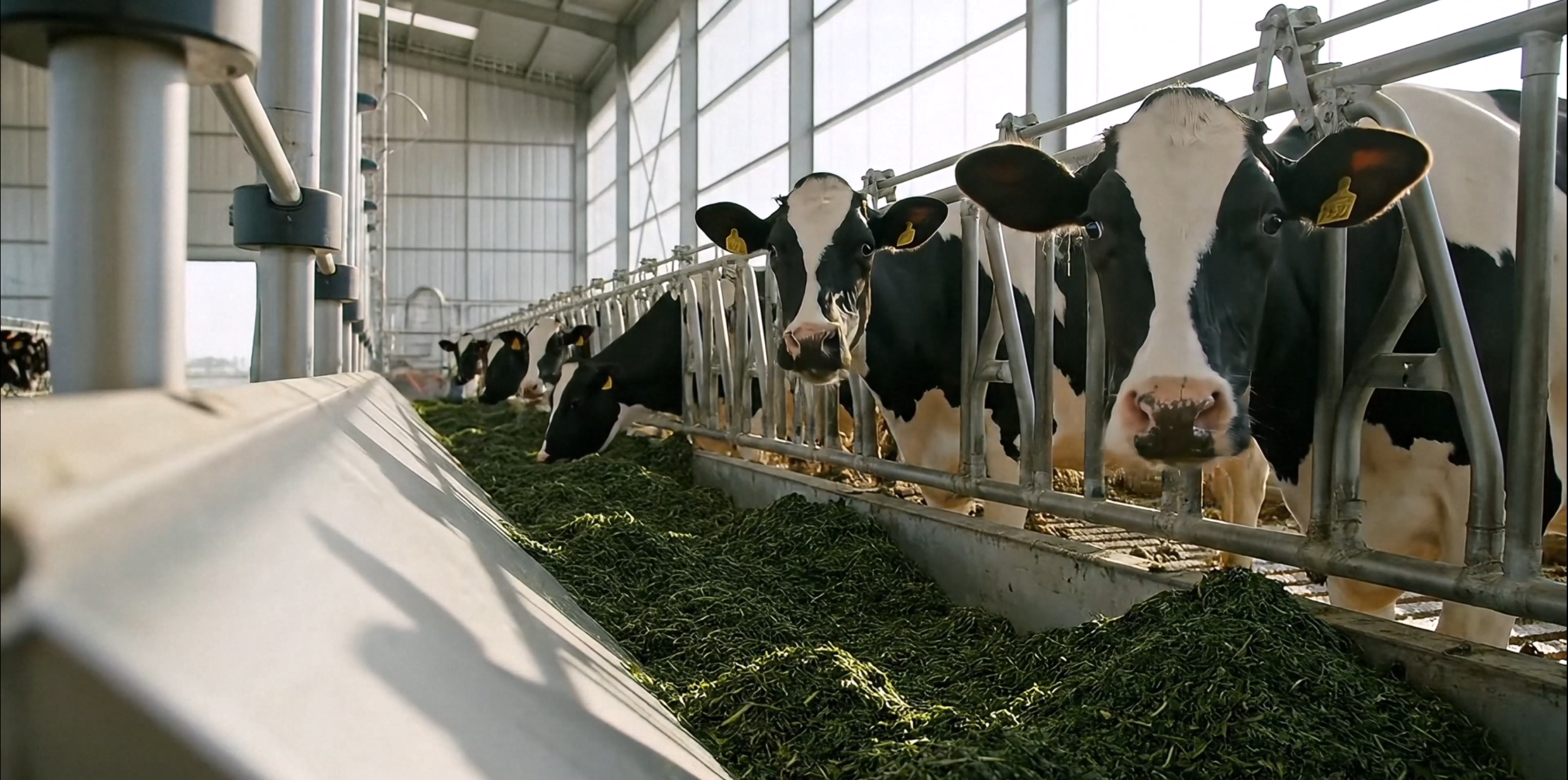Dairy Cow Nutrition