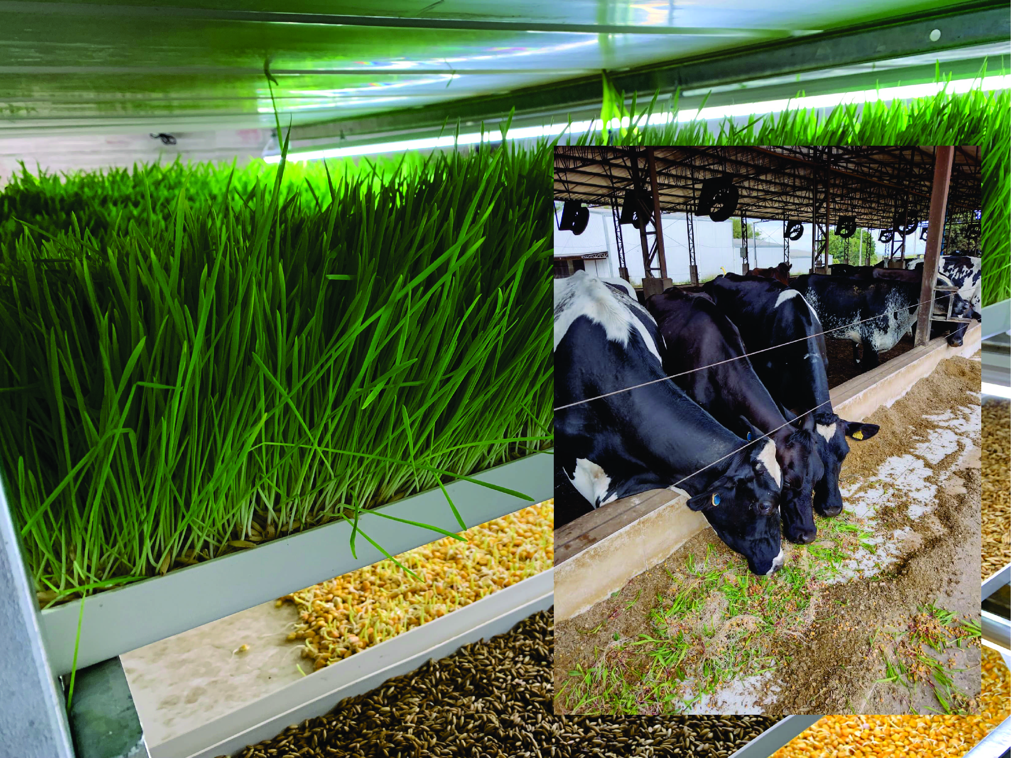Livestock Feeding Biogrow