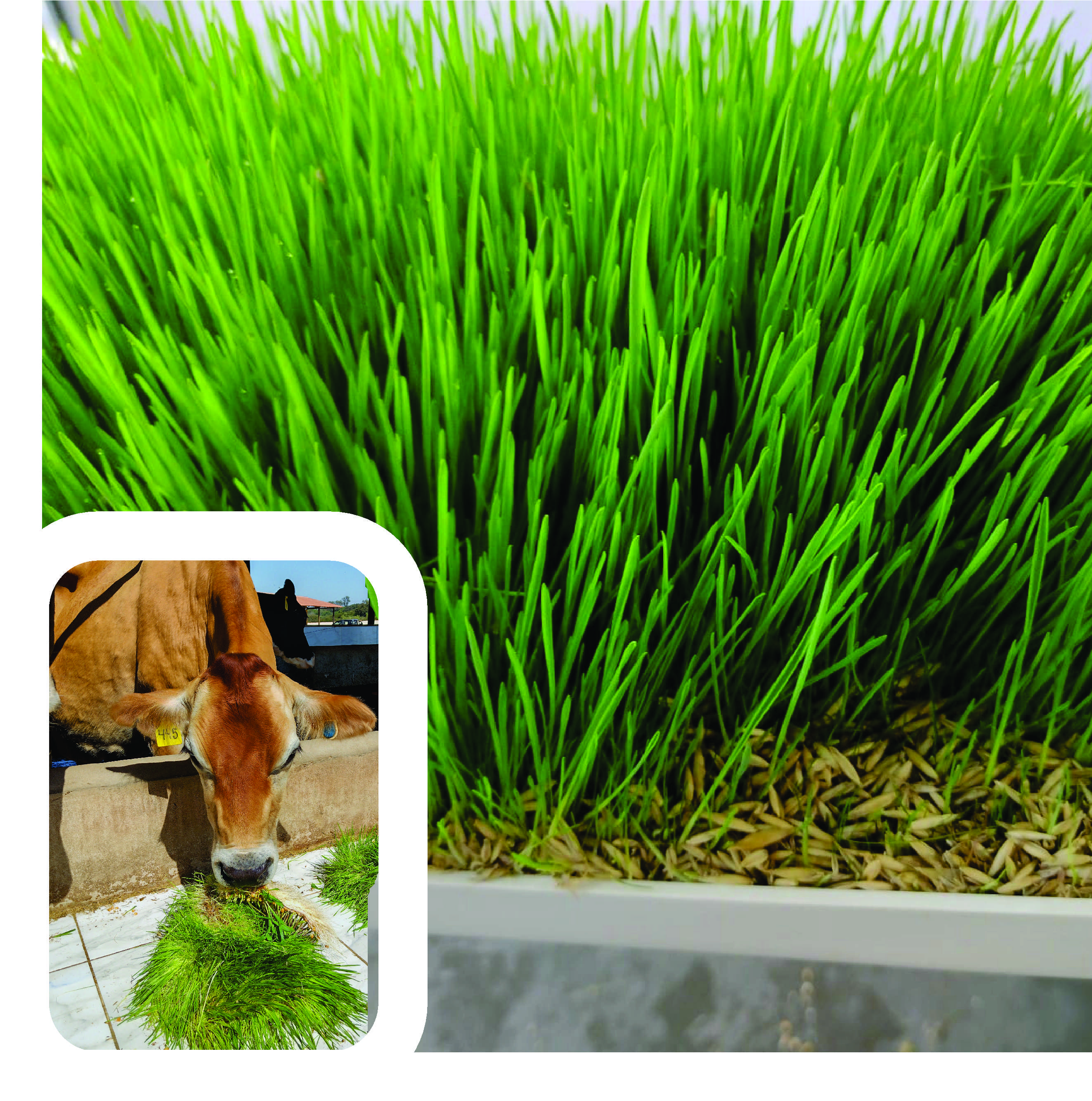 Biogrow Technical Support